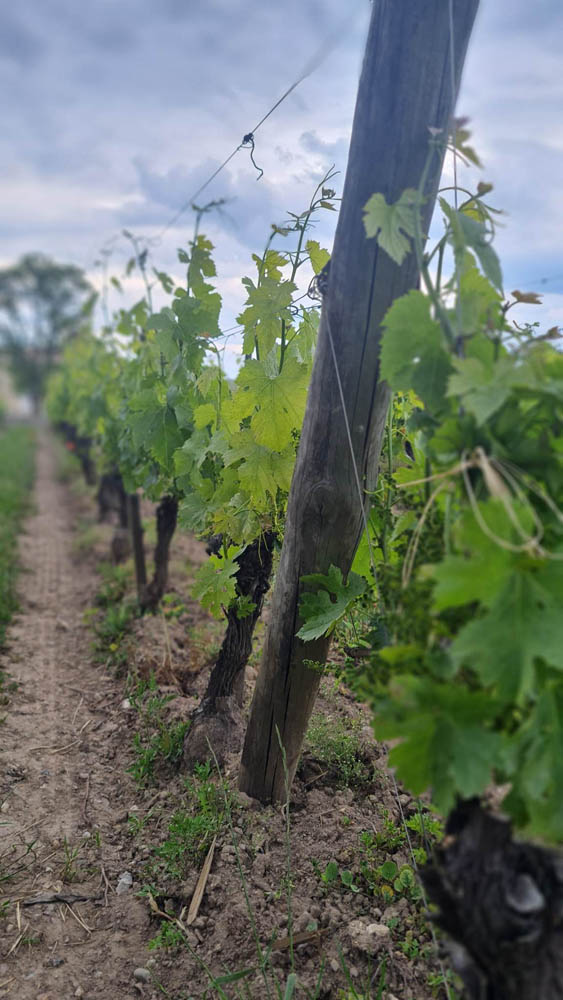 vineyard discovery  
